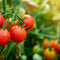 Sadzonki pomidorów - Niezłe Ziółko