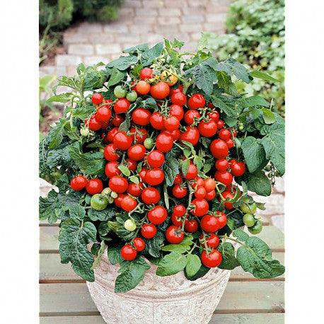 Sadzonka Pomidora - Pomidor Koktajlowy - Bajaja - Niezłe Ziółko