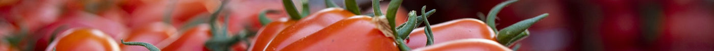 Krok po kroku: Jak przygotować glebę do uprawy sadzonek pomidorów na nowy sezon?
