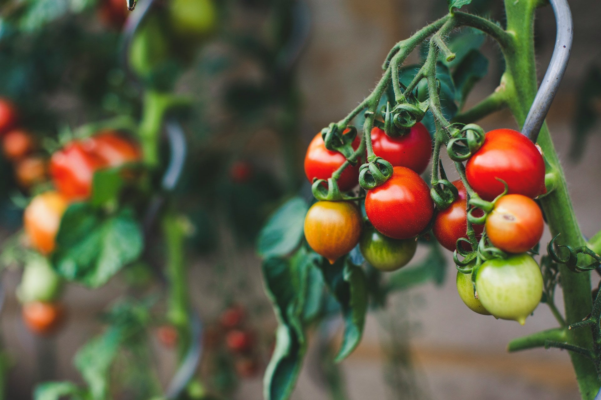 Rozsada Pomidorów Szklarniowych - Nowe Trendy w Produkcji Rozsady Pomidorów