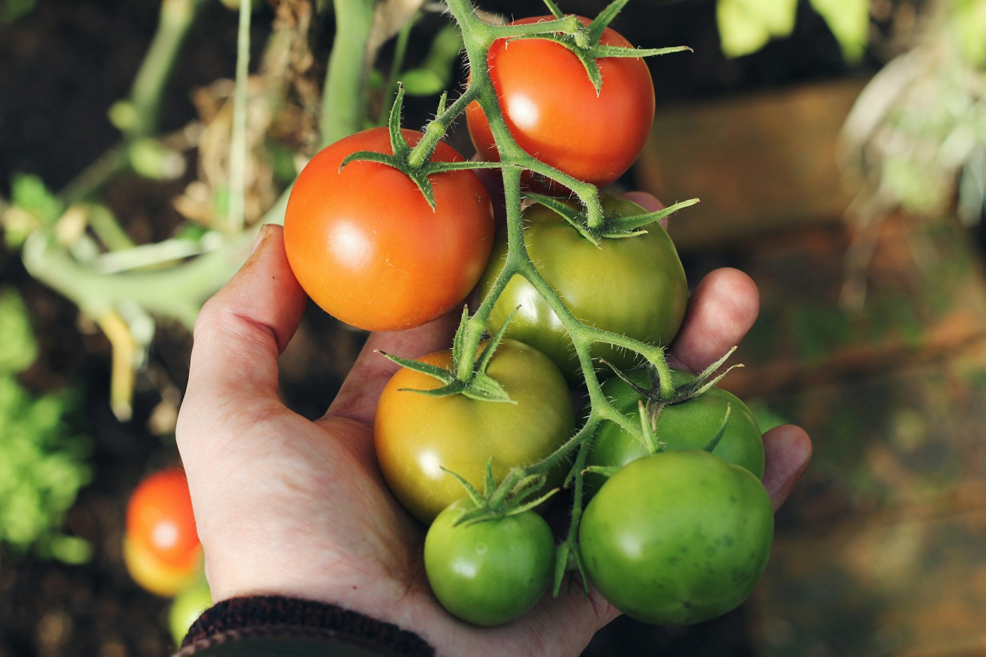 Praktyczne porady dotyczące pielęgnacji pomidorów malinowych