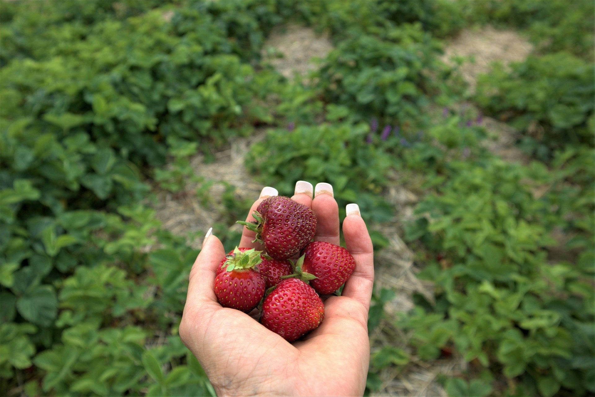 Jak dbać o sadzonki truskawek po posadzeniu? Praktyczny poradnik dla twojej plantacji - Niezłe Ziółko