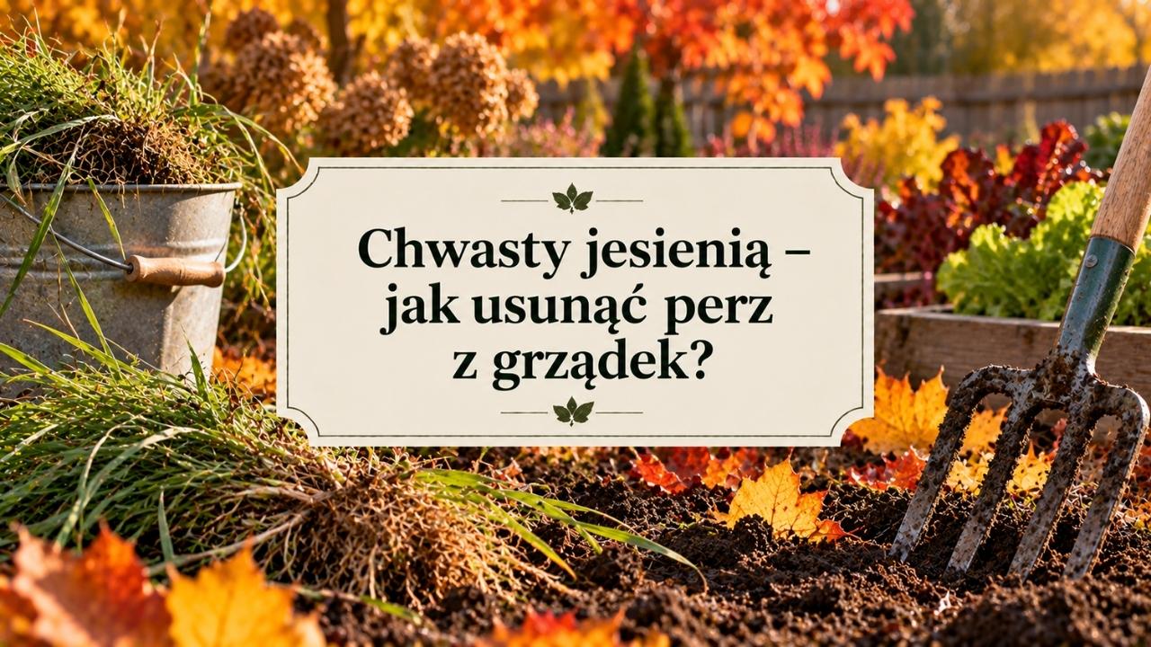 Chwasty jesienią - dlaczego warto oczyścić grządki z perzu jeszcze przed zimą?