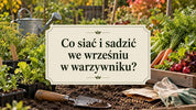 Co siać i sadzić we wrześniu w warzywniku?