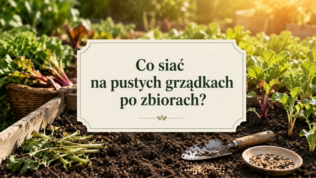 Co siać na pustych grządkach po zbiorach?