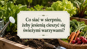 Co siać w sierpniu, żeby jesienią cieszyć się świeżymi warzywami?