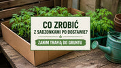 Co zrobić z sadzonkami zanim trafią do gruntu?