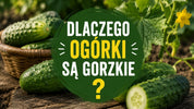 Dlaczego ogórki są gorzkie?