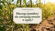 Dlaczego pomidory nie zawiązują owoców w upały?