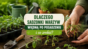 Dlaczego sadzonki warzyw więdną?