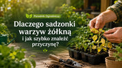 Dlaczego sadzonki warzyw żółkną?