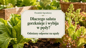 Dlaczego sałata gorzknieje i wybija w pędy?