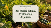 Jak często zbierać cukinię aż do jesieni?