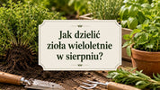 Jak dzielić zioła wieloletnie w sierpniu?