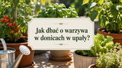 Jak pielęgnować warzywa w donicach w upały?
