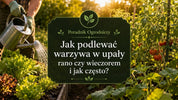 Jak podlewać warzywa w upały?