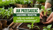 Jak przesadzać sadzonki warzyw bez stresu?