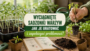Jak uratować wyciągnięte sadzonki warzyw?