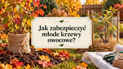 Jak zabezpieczyć krzewy owocowe na zimę?