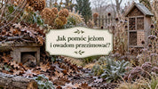 Jeże i owady zimą - jak im pomóc w ogrodzie?