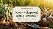 Kiedy wykopywać cebulę i czosnek?