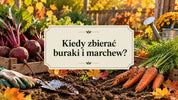 Kiedy zbierać buraki i marchew?