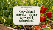 Kiedy zbierać paprykę z krzaka?