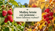 Maliny letnie czy jesienne - które wybrać?