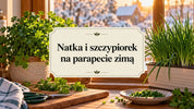 Natka i szczypiorek na parapecie zimą