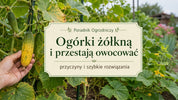 dlaczego ogórki żółkną i przestają owocować?