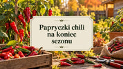 Papryczki chili na koniec sezonu