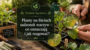 Plamy na liściach sadzonek warzyw - co robić?