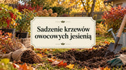 Sadzenie krzewów owocowych jesienią