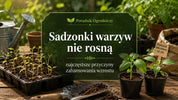 Sadzonki warzyw nie rosną - przyczyny