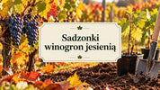 Sadzonki winogron jesienią - sadzenie i zima