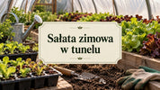 sałata zimowa w tunelu