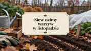Siew ozimy warzyw - co siać w listopadzie?