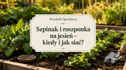 Szpinak i roszponka na jesień