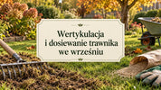 Wertykulacja i dosiewanie trawnika we wrześniu