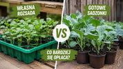 Własna rozsada czy gotowe sadzonki?