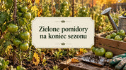 Zielone pomidory na koniec sezonu