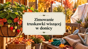 Zimowanie truskawki wiszącej w donicy