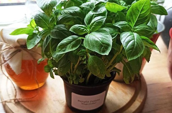 Zioła w doniczce vs. sadzonki w multiplatach - co się bardziej opłaca?