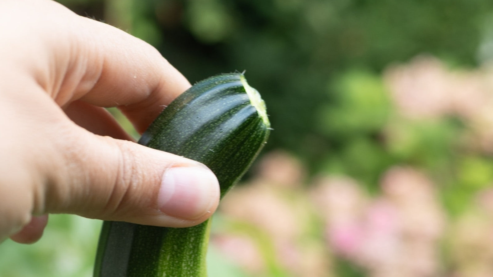 cukinia w ręce ogrodnika
