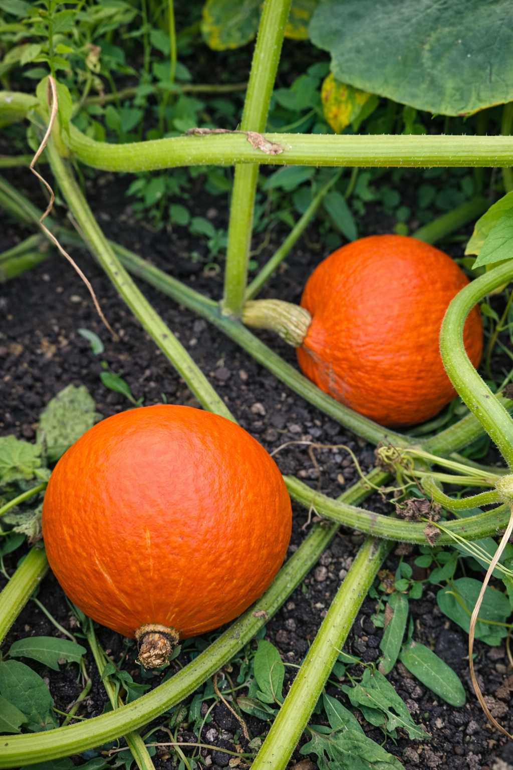 Mączniak na dyniowatych: jak go ograniczyć bez straty plonu