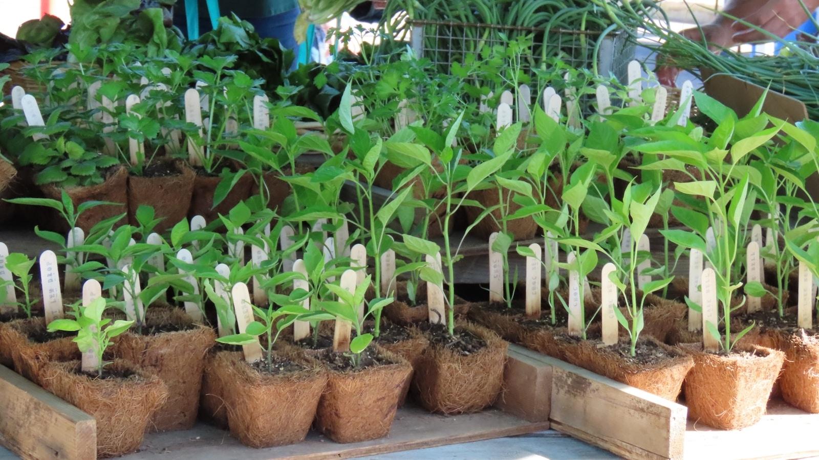 gotowe sadzonki warzyw w pojemniku sklepowym