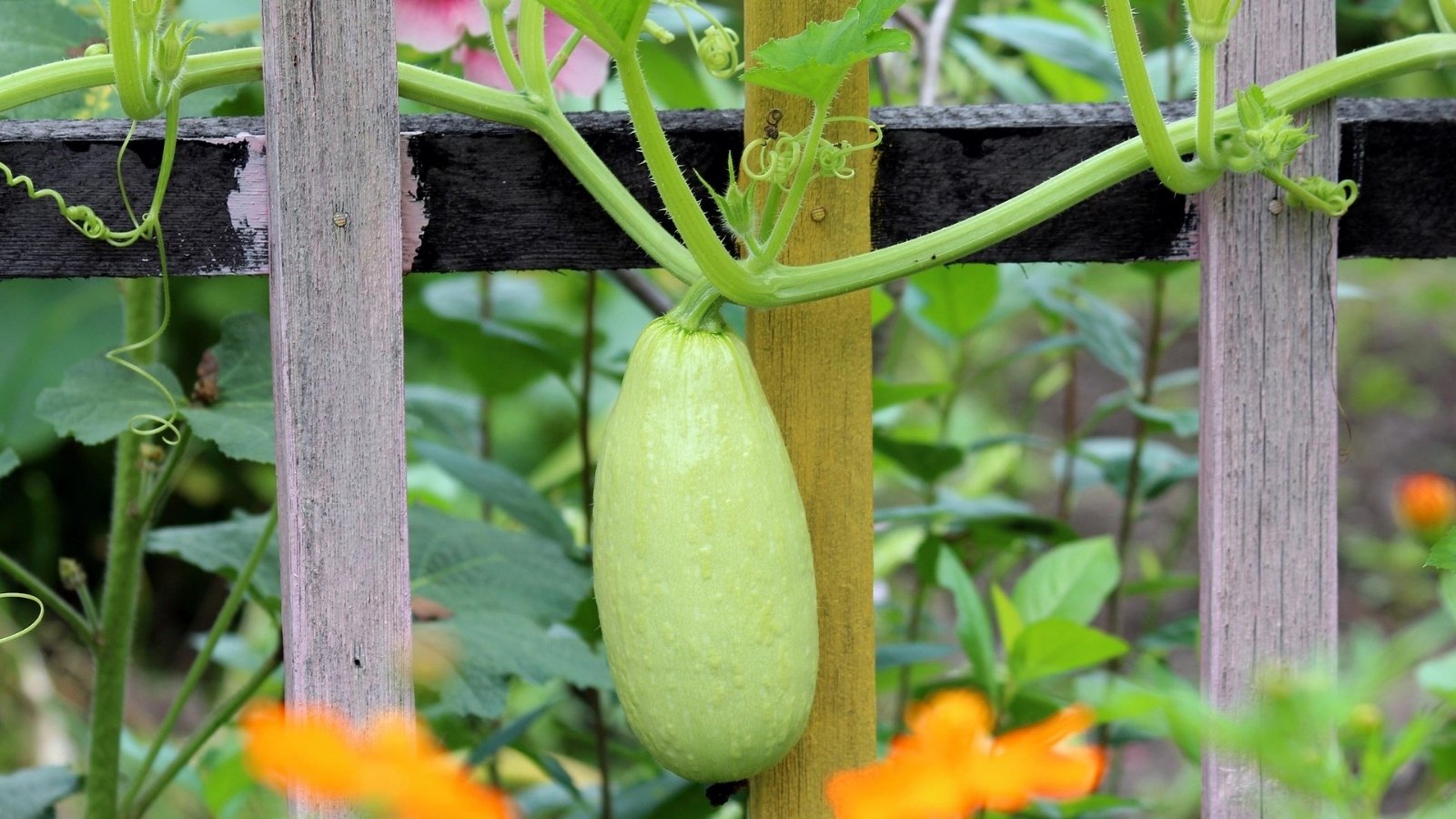 jak uprawiać cukinię z rozsady