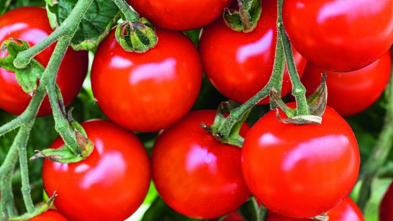 jak uprawiać pomidory koktajlowe z rozsady