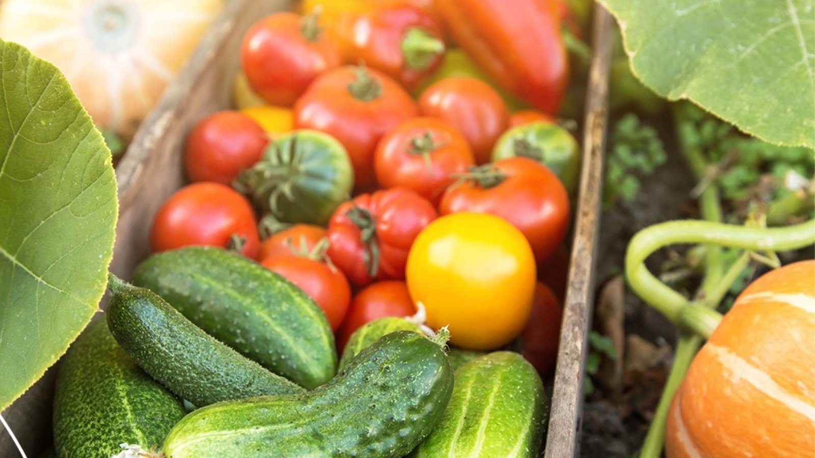 kiedy kupować sadzonki warzyw