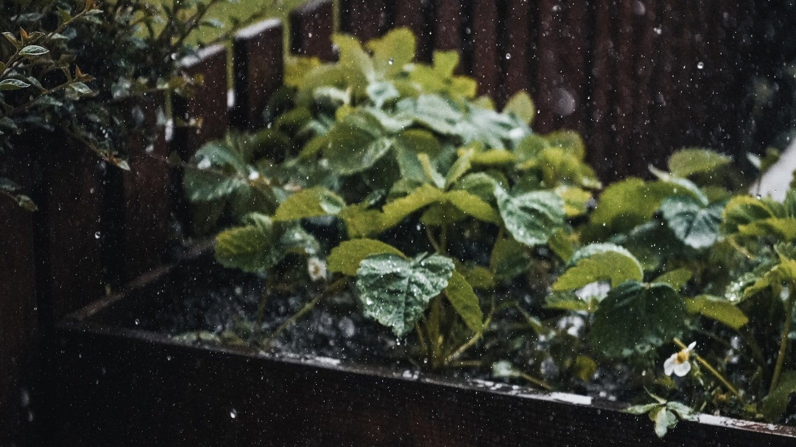 nasiona na mikrolistki